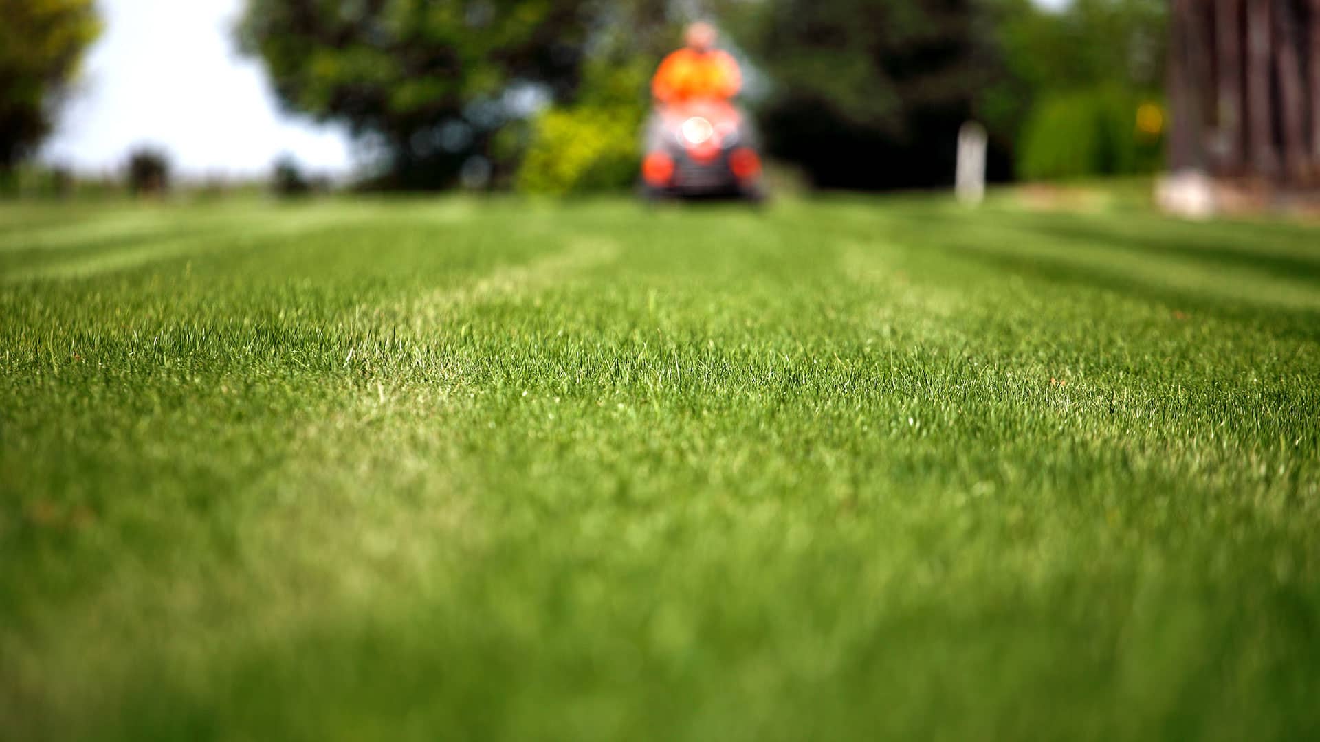 regular-mowing-services