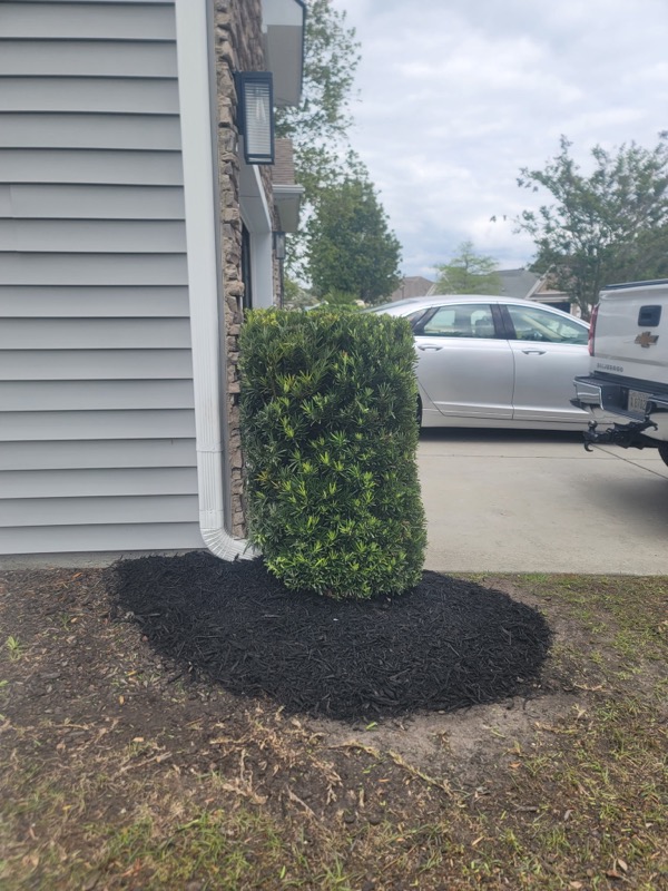 Mulch Installation with Hedge Trimming  